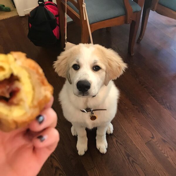 Cooper | 12 weeks | Male